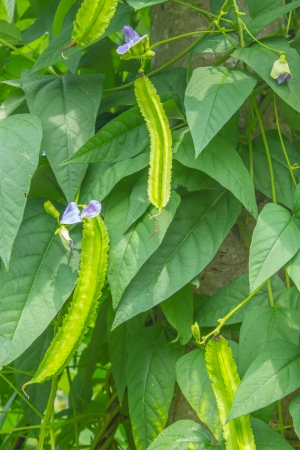 Winged Bean is vegetables and cooking a variety of foods   の写真素材