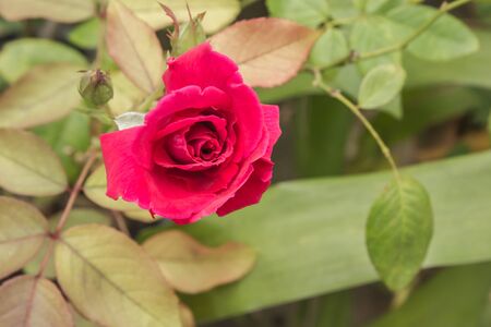  Rose flowers and leaves are a natural beauty  の写真素材