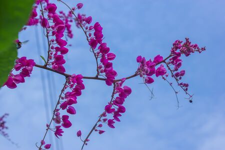 Flowers and leaves are a natural beauty  の写真素材