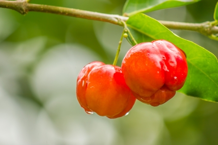 Cherry is a fruit  Sweet and sour taste  の写真素材