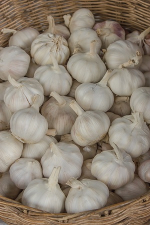 Garlic is an herb and a spice Thailand one  They are often put in many foods both Thailand Indian garlic is another common name is white garlic の写真素材