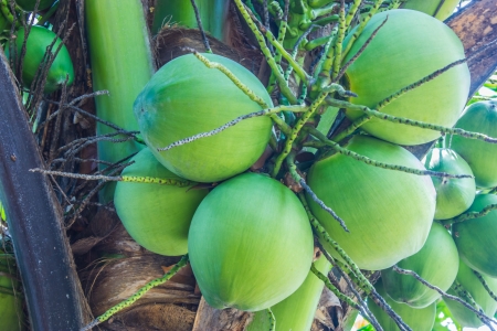 Coconut is a perennial one  In the palm family  The plant, which can be useful in many ways, such as water and coconut meat consumption  The meat in the juice and grated to make coconut milk の写真素材