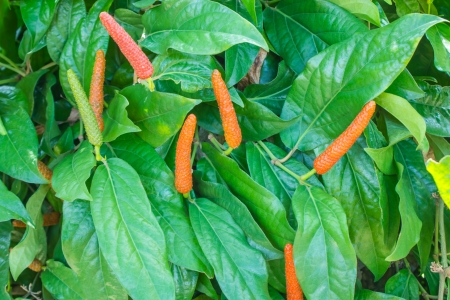 Long pepper is a type of ivy leaves are oval, pointed leaves of a single dairy  Leafy Yanang but leaves it over  Some slightly  Flowers are cylindrical, rounded end  On the right is red の写真素材
