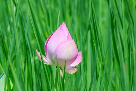 A lotus flower in the swamp and marsh is a natural の写真素材