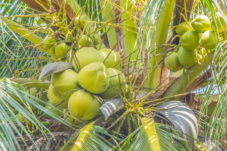Coconut is a perennial one  In the palm family  The plant, which can be useful in many ways, such as water and coconut meat consumption  The meat in the juice and grated to make coconut milk  Shell to invent something different の写真素材