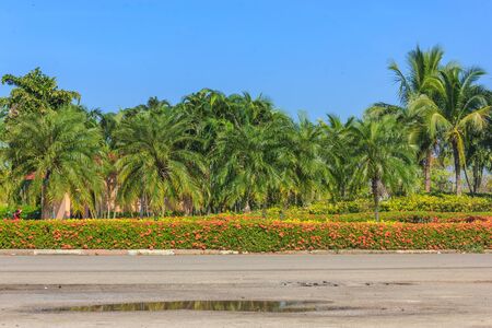 Flowers, trees and natural beauty の写真素材