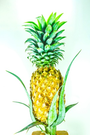 Pineapple is a fruit that is sweet and sour の写真素材