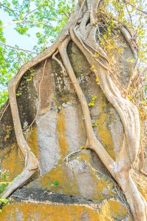 The root of the tree and rocks is beautiful nature の写真素材