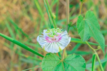 Flowers along the way の写真素材