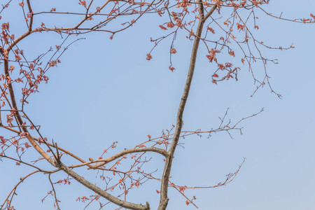 &#3642;branchs of the tree.の写真素材