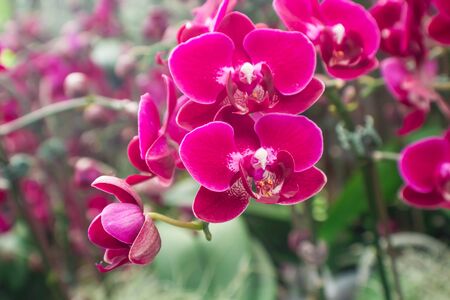 Red orchid.の写真素材