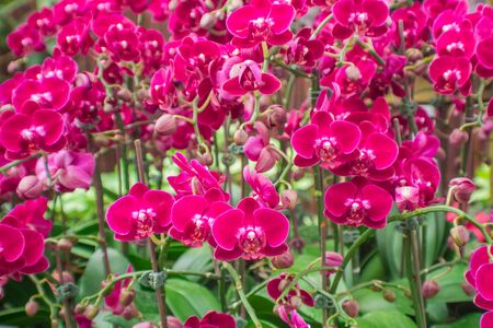 Red orchid.の写真素材