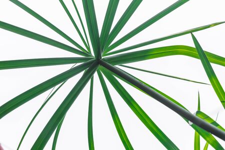 Palm leavesの写真素材