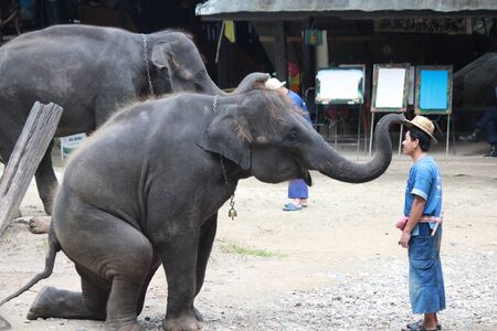 elephant campのeditorial素材