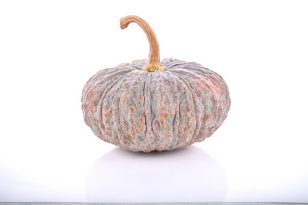 pumpkin on white backgroundの写真素材
