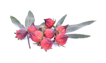 Hibiscus sabdariffa or roselle fruitsの写真素材