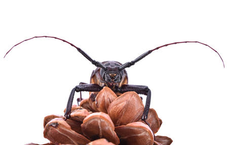 Insescts-Long-horned beetle on white background.の写真素材
