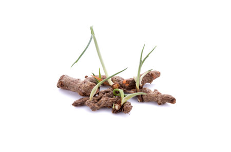 Turmeric rhizome and powder on white backgroundの写真素材