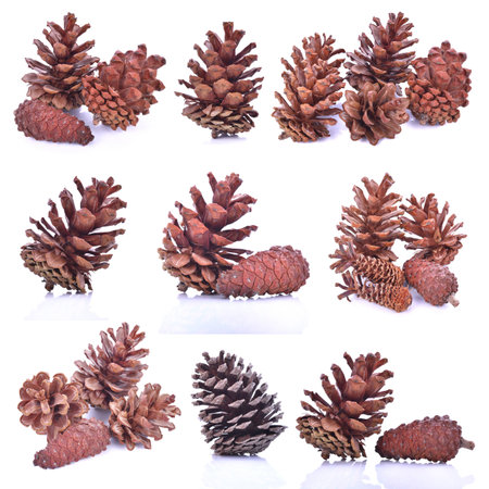 Beautiful pine cone isolated on white background