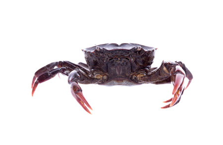 Crab (Field crab) Isolated on white backgroundの写真素材