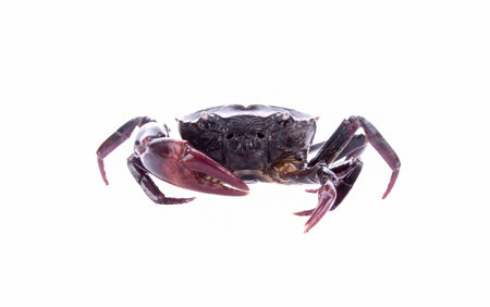 Crab (Field crab) Isolated on white backgroundの写真素材