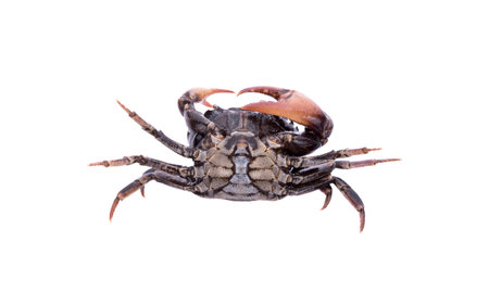 Crab (Field crab) Isolated on white backgroundの写真素材