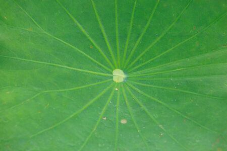 Lotus leaf の写真素材