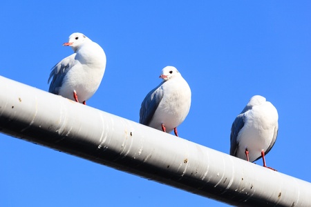 Birds sitting on white pipe over clear skyの写真素材