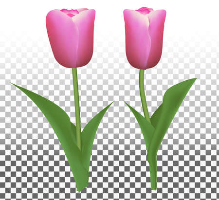 beautiful tulips on transparent background eps.10のイラスト素材