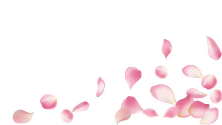 Rose petals or sakura flying petals, romantic background with realistic pink cherry flower petals flow or falling motion. Love, romance, floral spring season,cherry blossomのイラスト素材