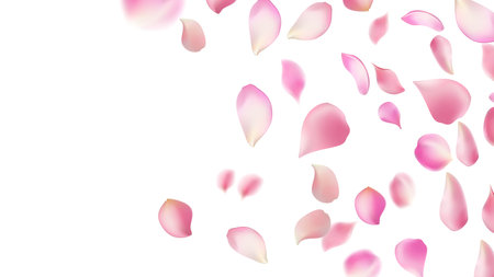 Pink rose petals falling down. Isolated white background. Vector illustration.のイラスト素材