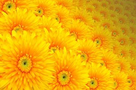 daisy as many flowers as backgroundの写真素材
