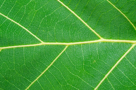 Green teak leaf close upの写真素材