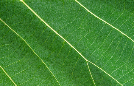Green teak leaf close upの写真素材