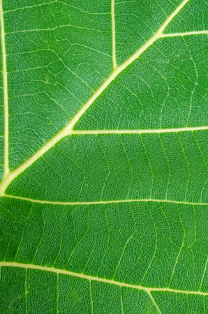 Green teak leaf close upの写真素材