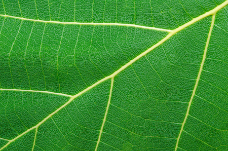 Green teak leaf close upの写真素材