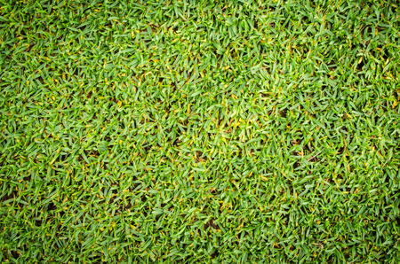 Grass Close-Up の写真素材
