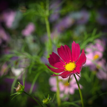 Beautiful Cosmos Flowerの写真素材