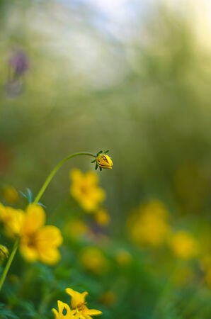 Spring background with beautiful yellow flowersの写真素材
