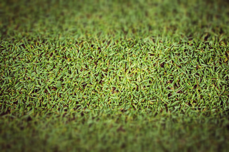 concept vintage grass Close-Up の写真素材