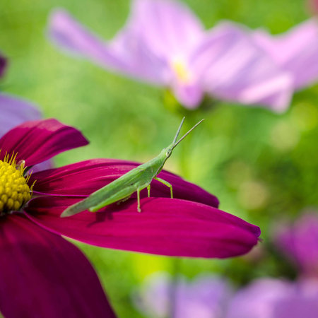 Brown grasshopper sitting on pink flower, macro.の写真素材