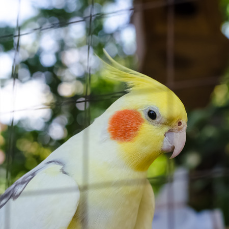 Home parrot