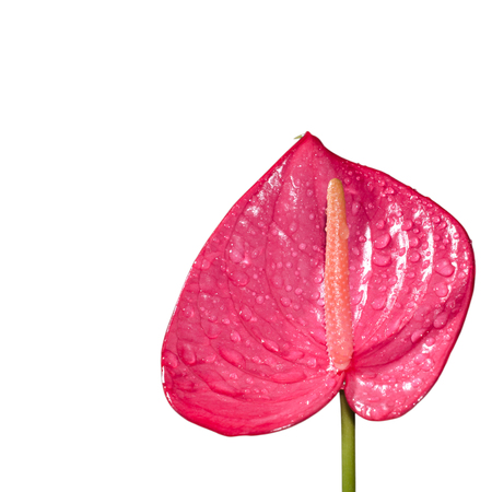 red spadix flower isolated on whiteの写真素材