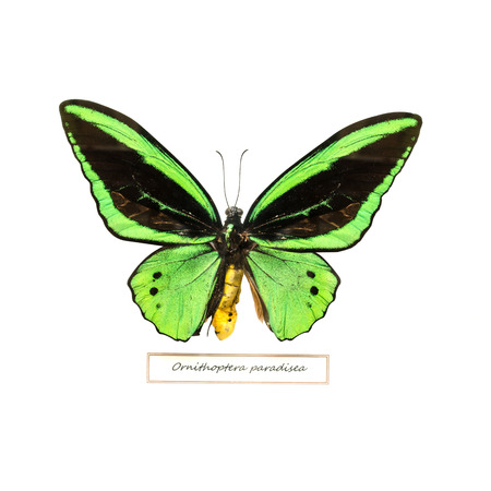 Blue Butterfly. Swallowtail speciesの写真素材