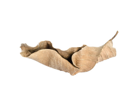 dry leaves. text area isolated on white background.の写真素材