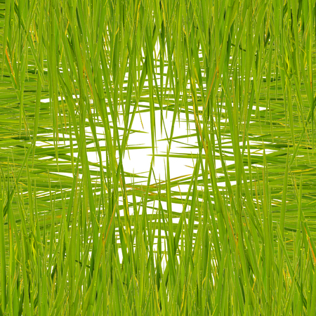 Green grass isolated on white backgroundの写真素材
