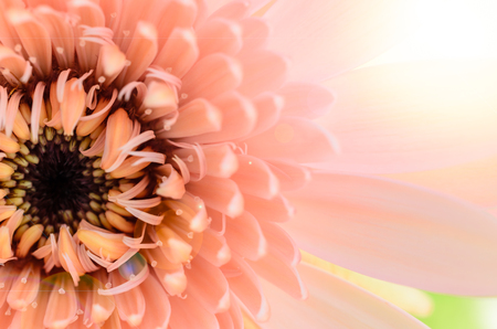 The bouquet gerbera flower as a backgroundの写真素材