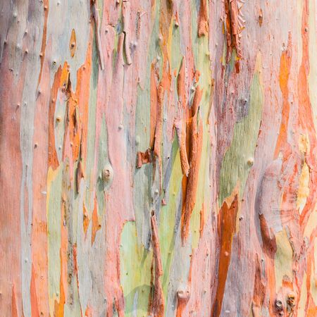 Colorful abstract pattern texture of Eucalyptus tree barkの写真素材