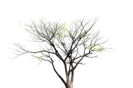 Trees isolated on white backgroundの写真素材