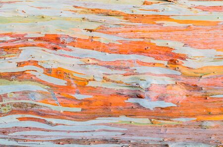 Colorful abstract pattern texture of Eucalyptus tree barkの写真素材